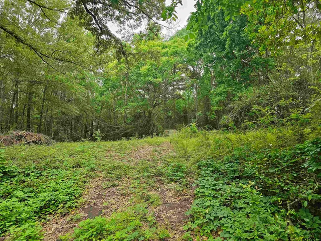 a view of a lush green forest