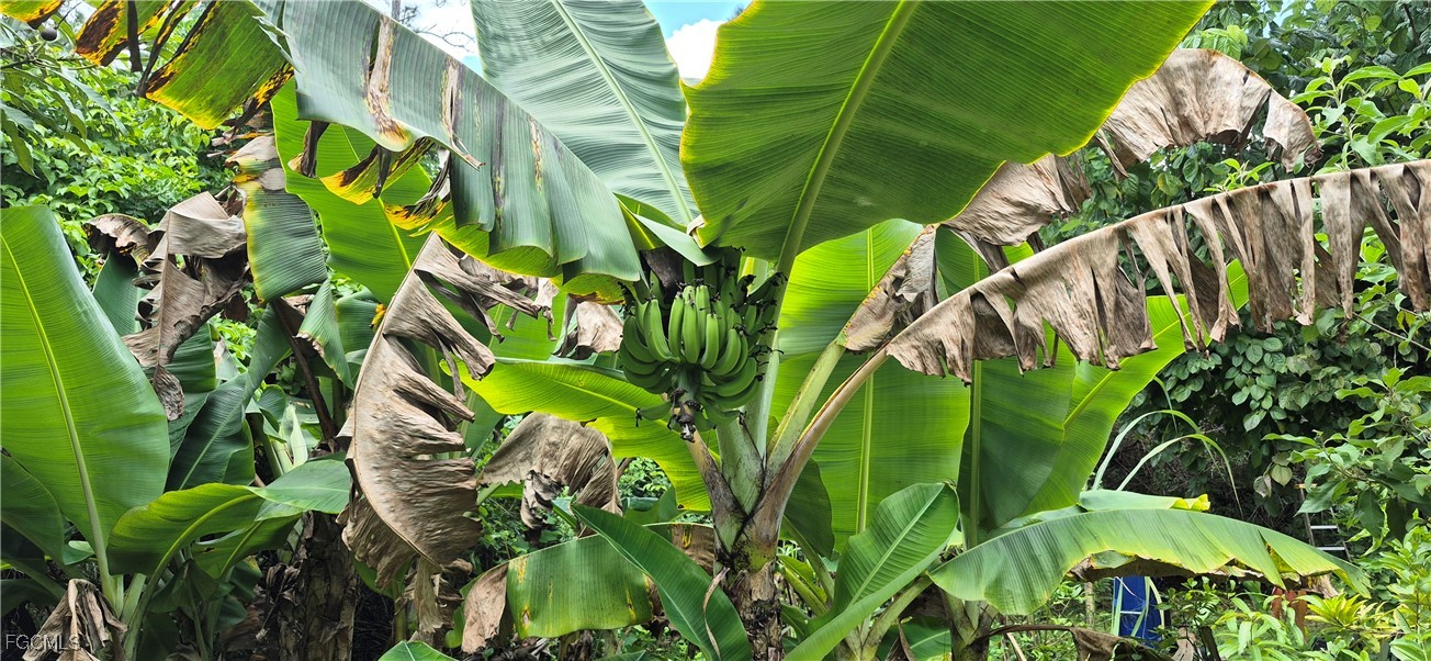 2011 Leroy Avenue Alva, FL 33920 - Photo 20 of 28 a view of banana tree