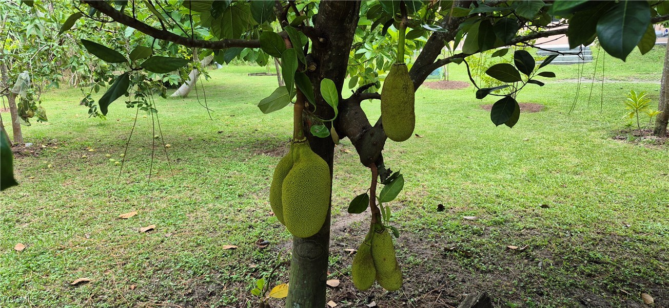 2011 Leroy Avenue Alva, FL 33920 - Photo 21 of 28 a view of a garden