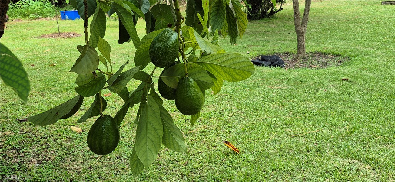 2011 Leroy Avenue Alva, FL 33920 - Photo 22 of 28 a view of plant
