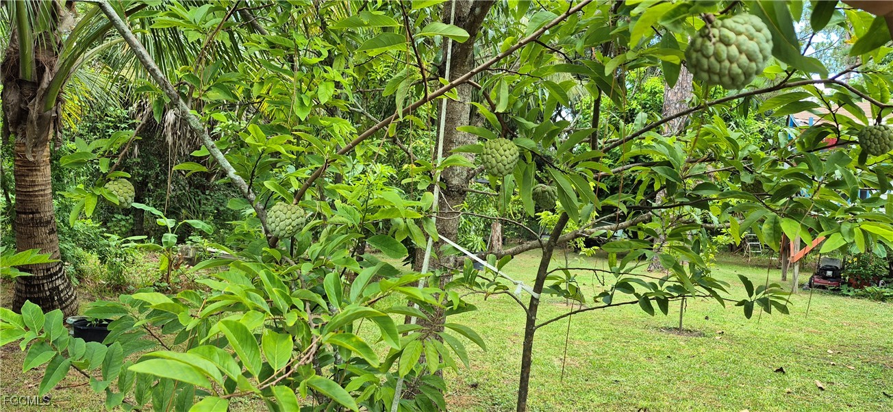 2011 Leroy Avenue Alva, FL 33920 - Photo 25 of 28 a backyard of a house with lots of green space