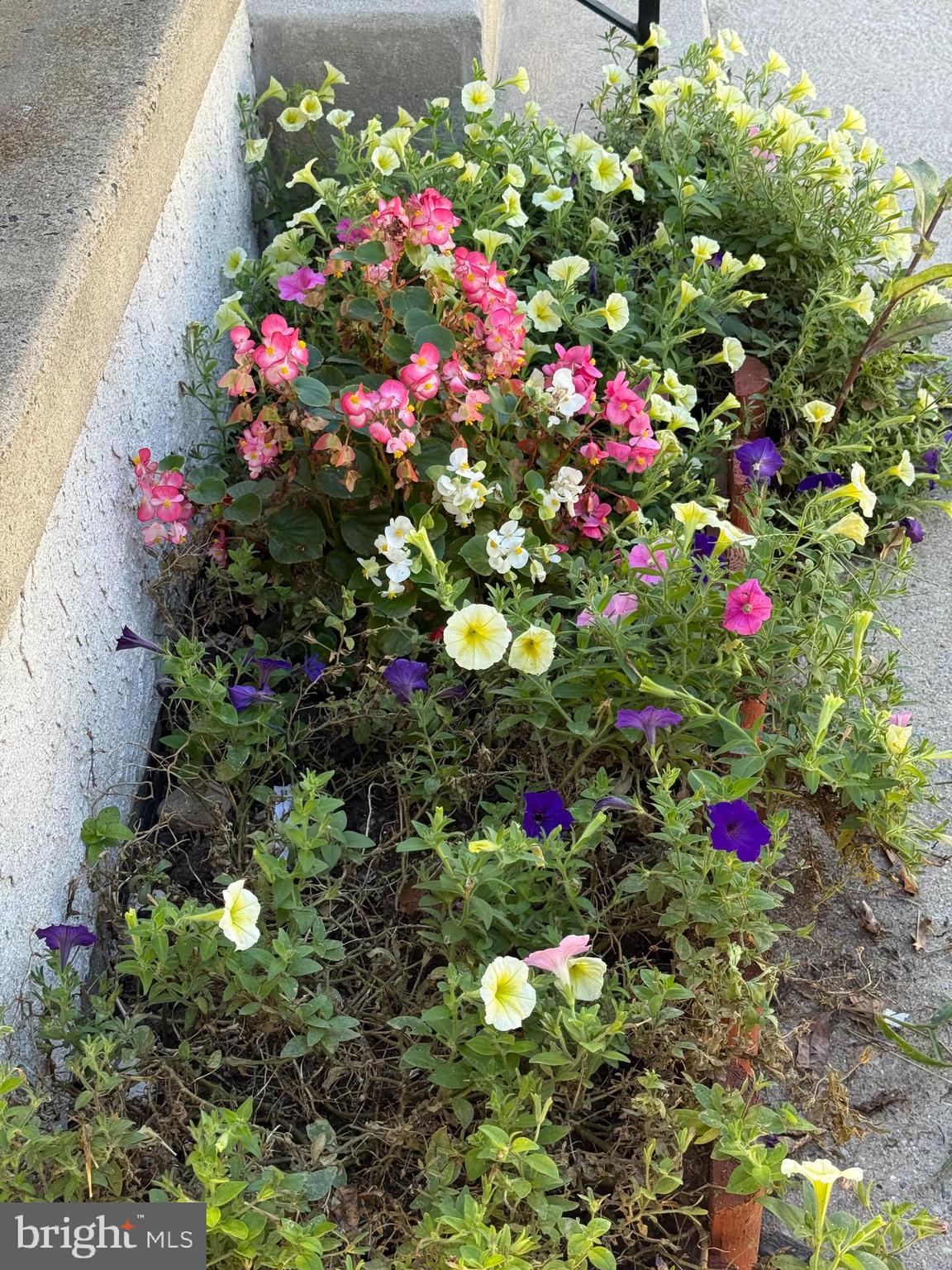 241 Fairview Road Crum Lynne, PA 19022 - Photo 33 of 34 a flower view