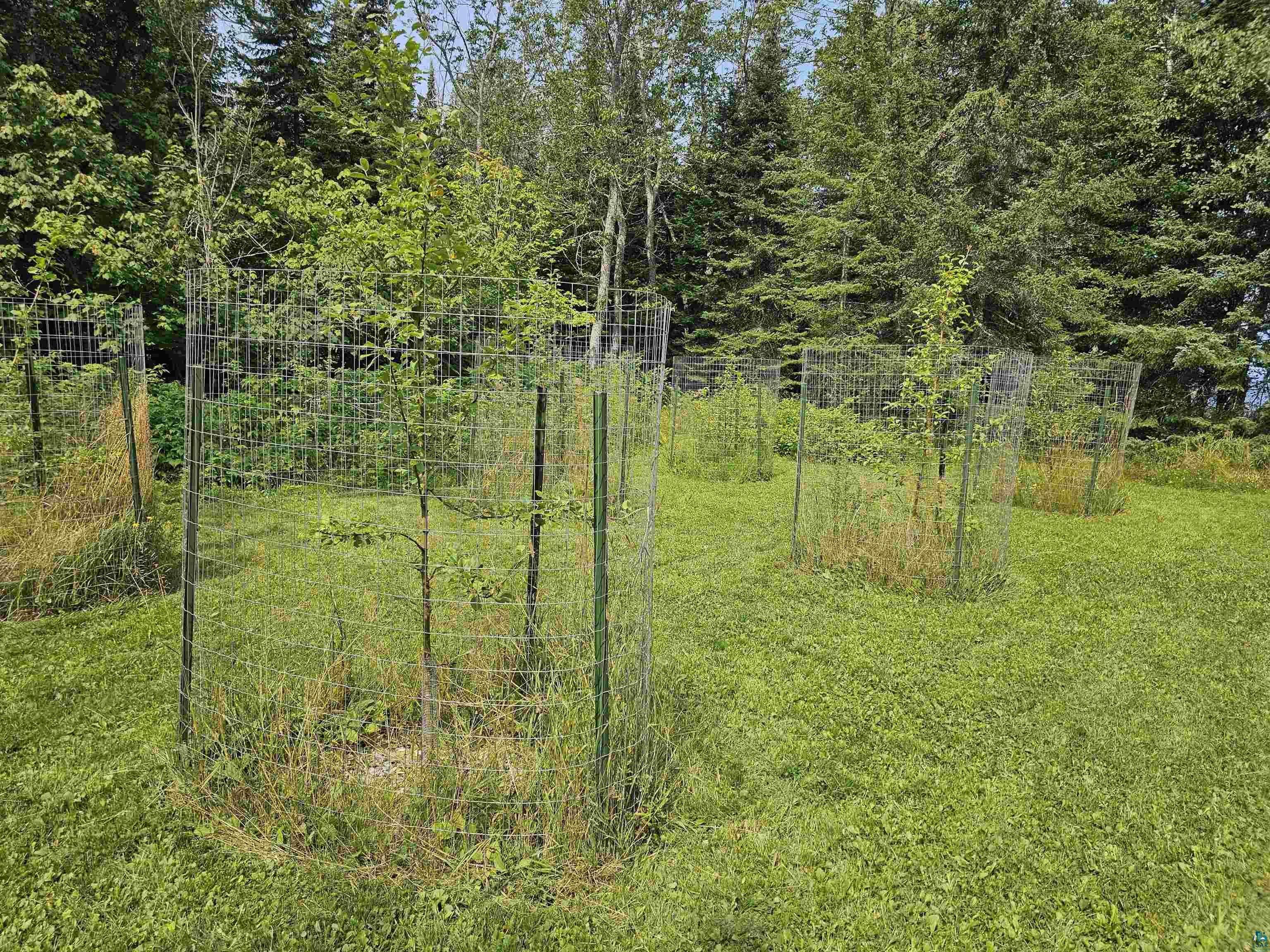 89065 Bark Point Road Herbster, WI 54844 - Photo 11 of 19 fruit trees