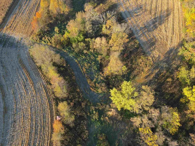 a view of a tree in a yard