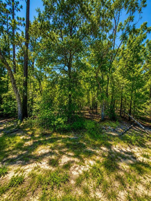 507 Baden Powell Road Hawthorne, FL 32640 - Photo 2 of 4 Gallery Image 2
