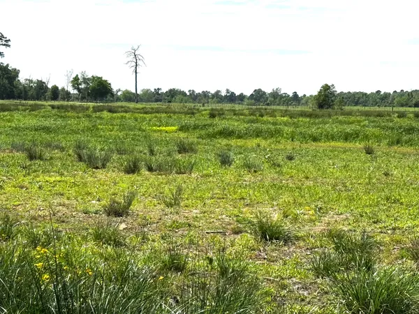 a view of a green field with lots of bushes