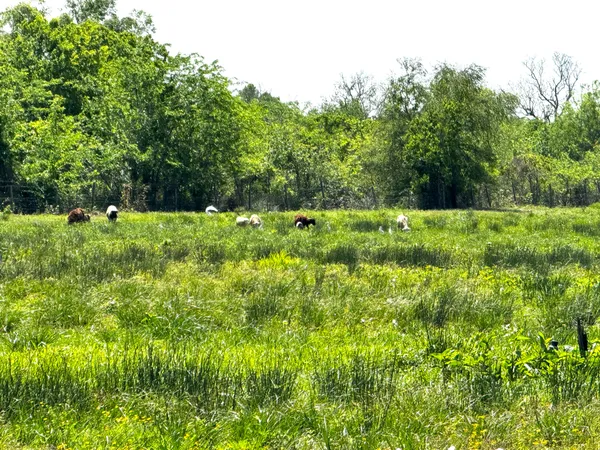 a view of a lush green space