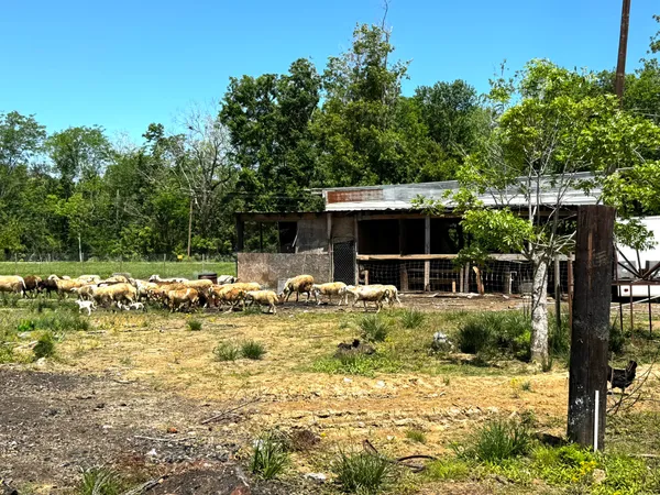 a view of small yard in front of house with trees all around