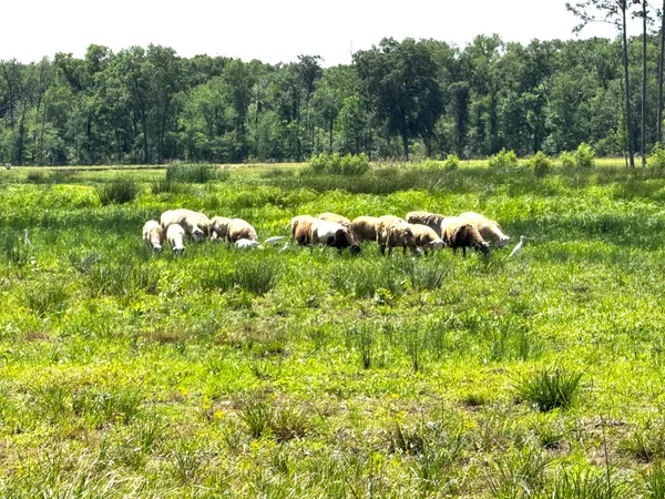 $670,000 | 3400 Fm 1127, Shepherd, TX 77371