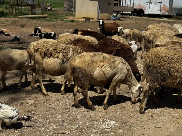 $670,000 | 3400 Fm 1127, Shepherd, TX 77371