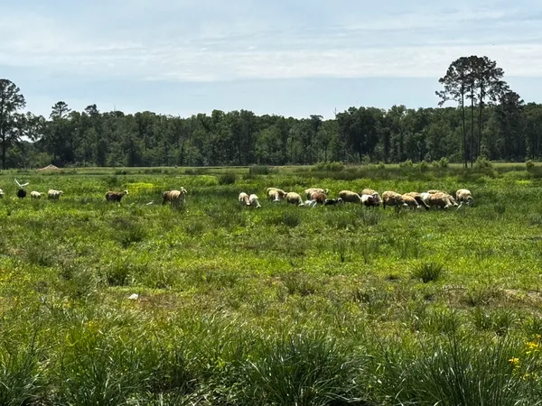 $670,000 | 3400 Fm 1127, Shepherd, TX 77371