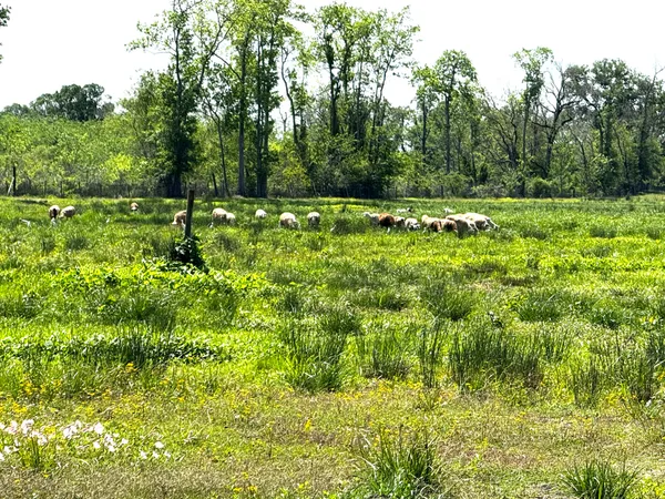 a garden covered with trees