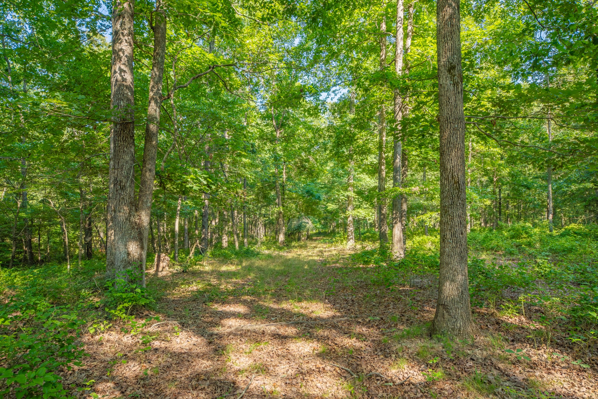 0 Pinewood Road Nunnelly, TN 37137 - Photo 39 of 64 Gallery Image 39