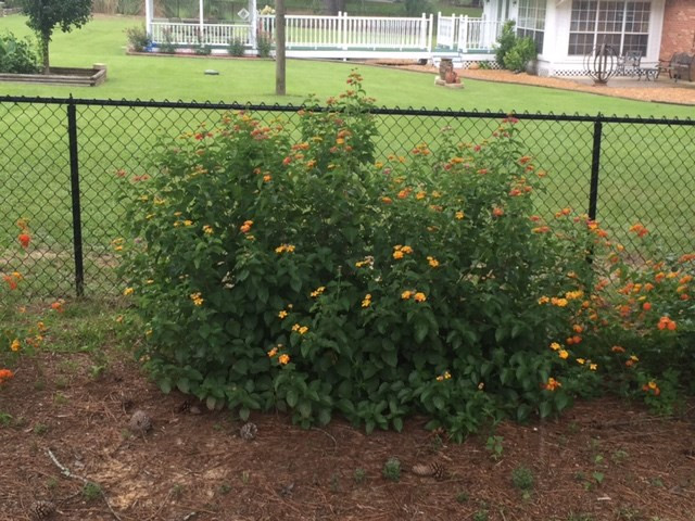 144 Marsman Road Brandon, MS 39047 - Photo 36 of 38 Photo 36