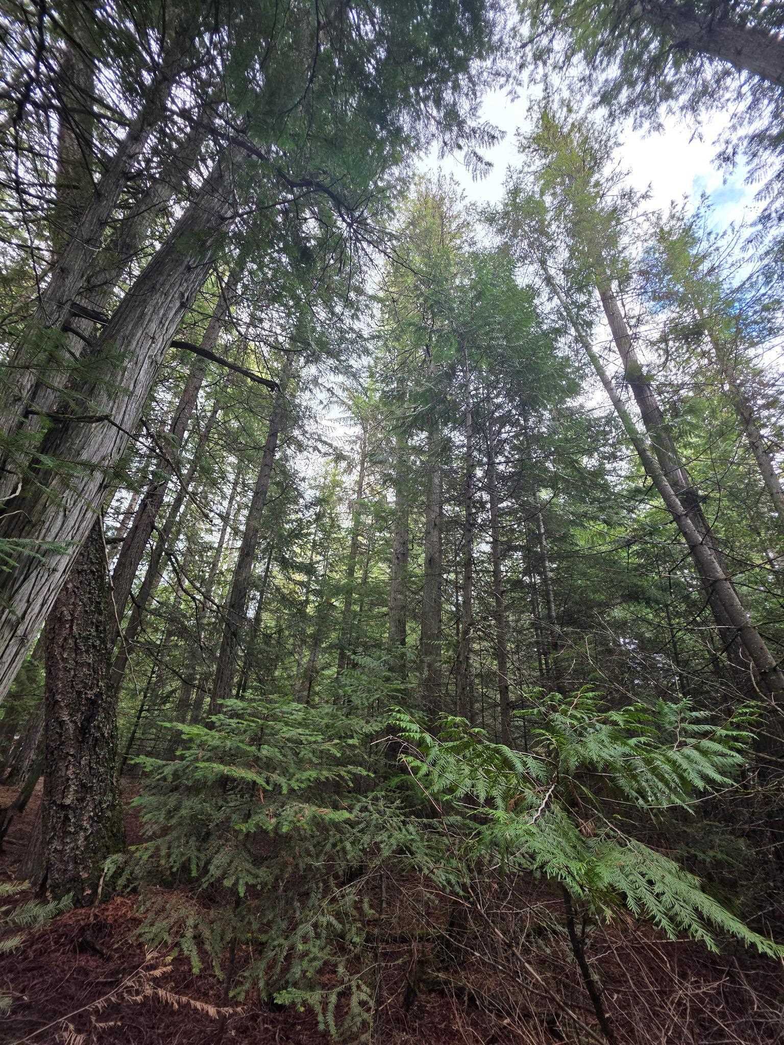 181 Devils Drive Cusick, WA 99119 - Photo 27 of 36