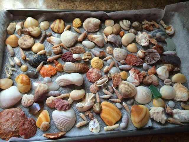 680 Horizon West, Unit 103 Boynton Beach, FL 33435 - Photo 36 of 61 SHELLS COLLECTED AT BEACH PARK