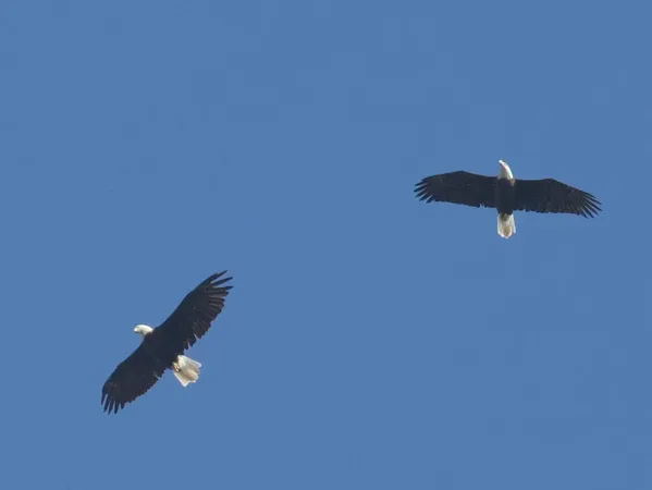 $599,900 | 8623 Mohawk Trail, Unit LOT 61, Howard City, MI 49329