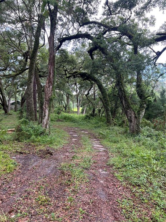 7606 Southwest 122nd Street Archer, FL 32618 - Photo 1 of 1 a view of a forest with trees