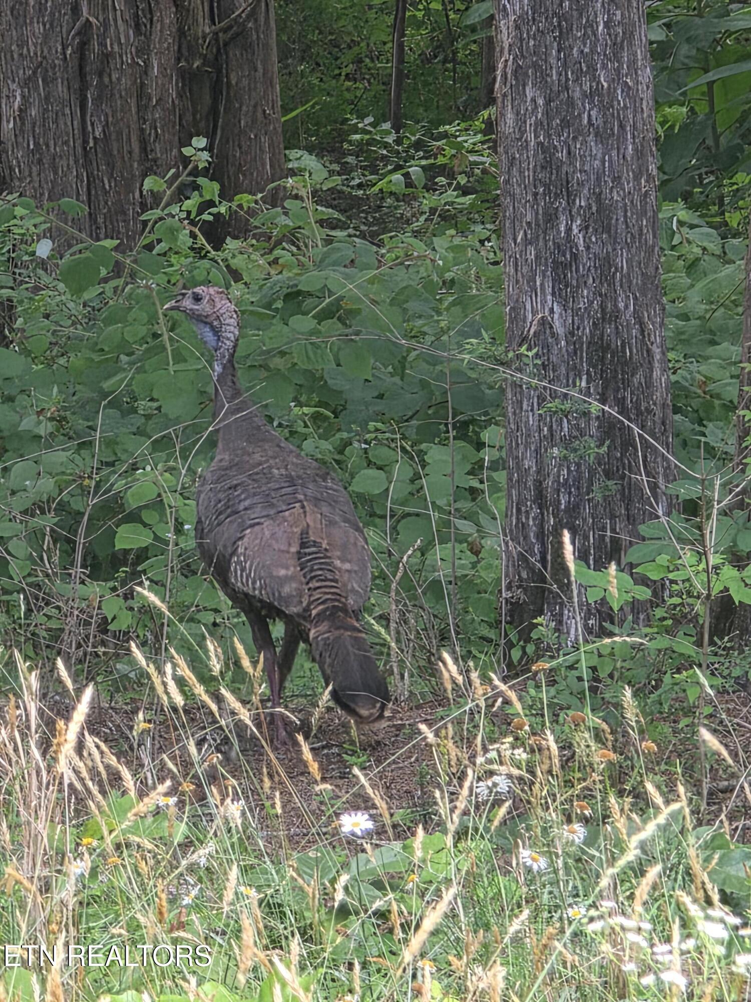 8050 Lett Road Corryton, TN 37721 - Photo 6 of 30 Wildlife on property