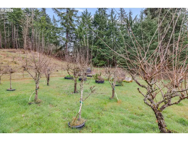 a view of a backyard