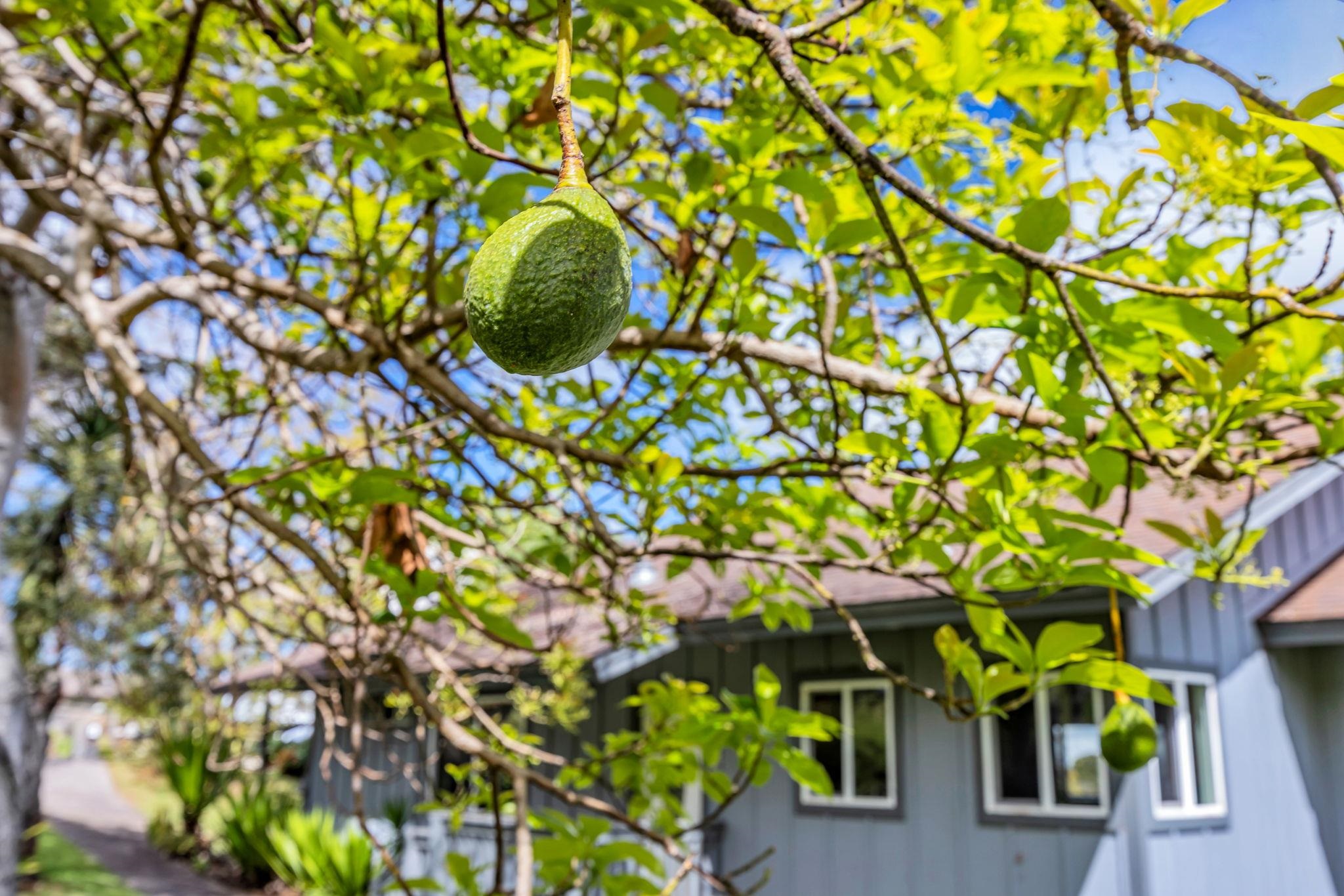 115 Alae Road Kula, HI 96790 - Photo 40 of 50 a backyard of a house with lots of green space and bench