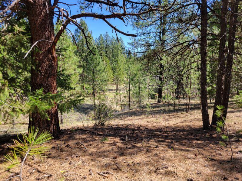 600 Lofton Creek Road Prineville, OR 97754 - Photo 57 of 66 image000004 (17)