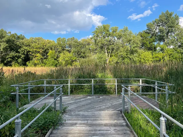 a view of a yard with plants and large trees