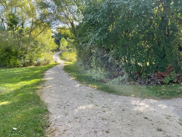 a view of a forest with trees in the background