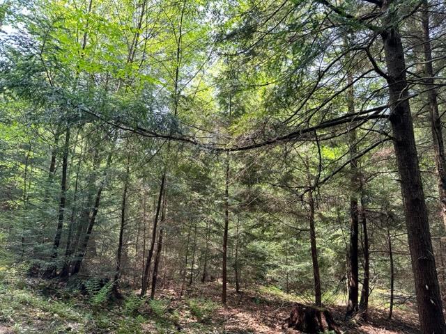 0 Gregory Drive Leeper, PA 16233 - Photo 5 of 7 a view of a forest filled with trees