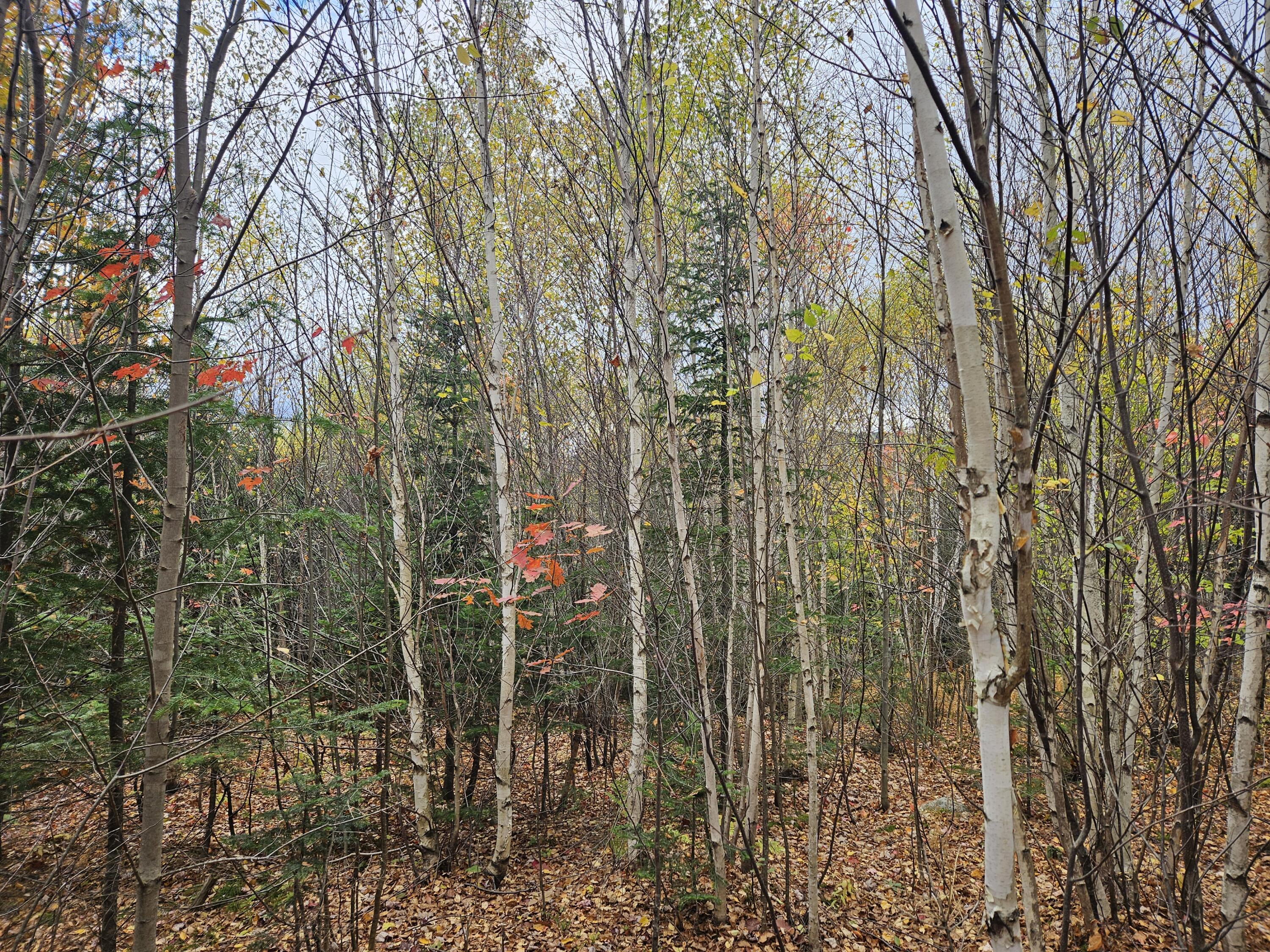 18 Howard Pond Road Hanover, ME 04237 - Photo 9 of 44 20251016_145441