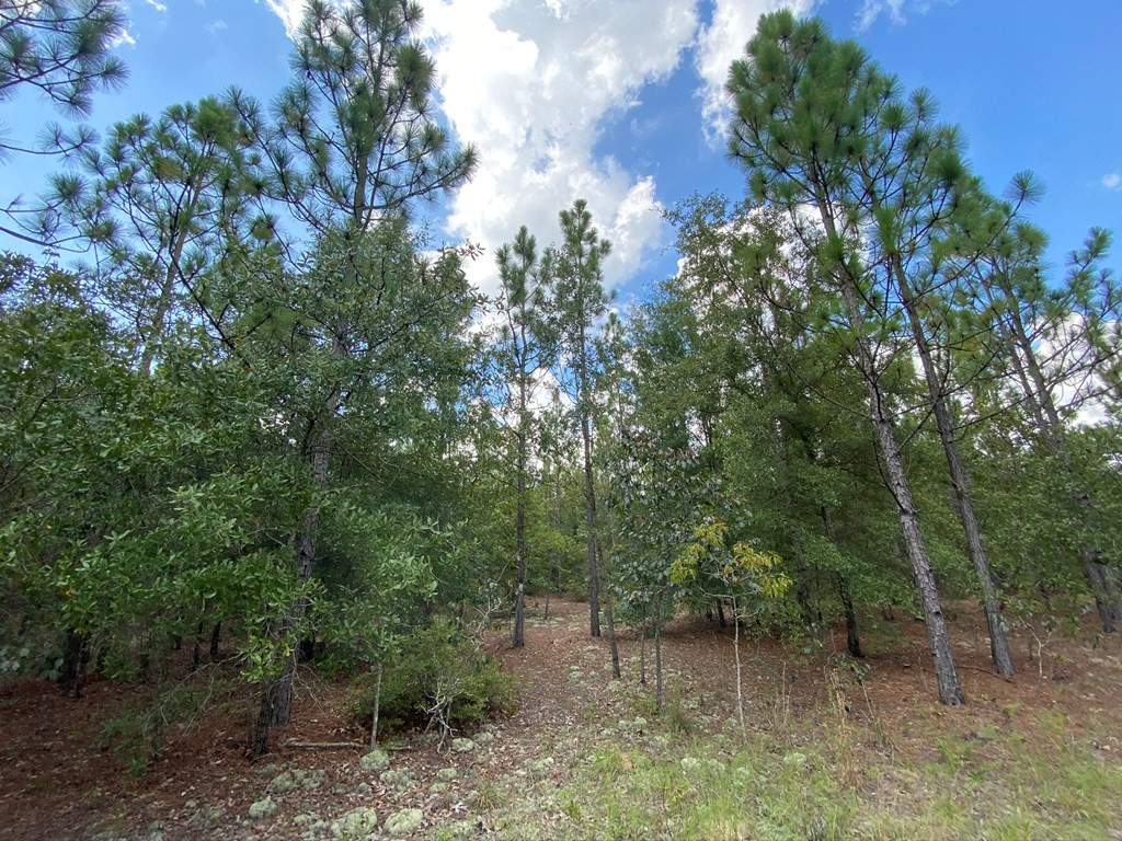 487 Pine Acres Road Windsor, SC 29856 - Photo 11 of 21