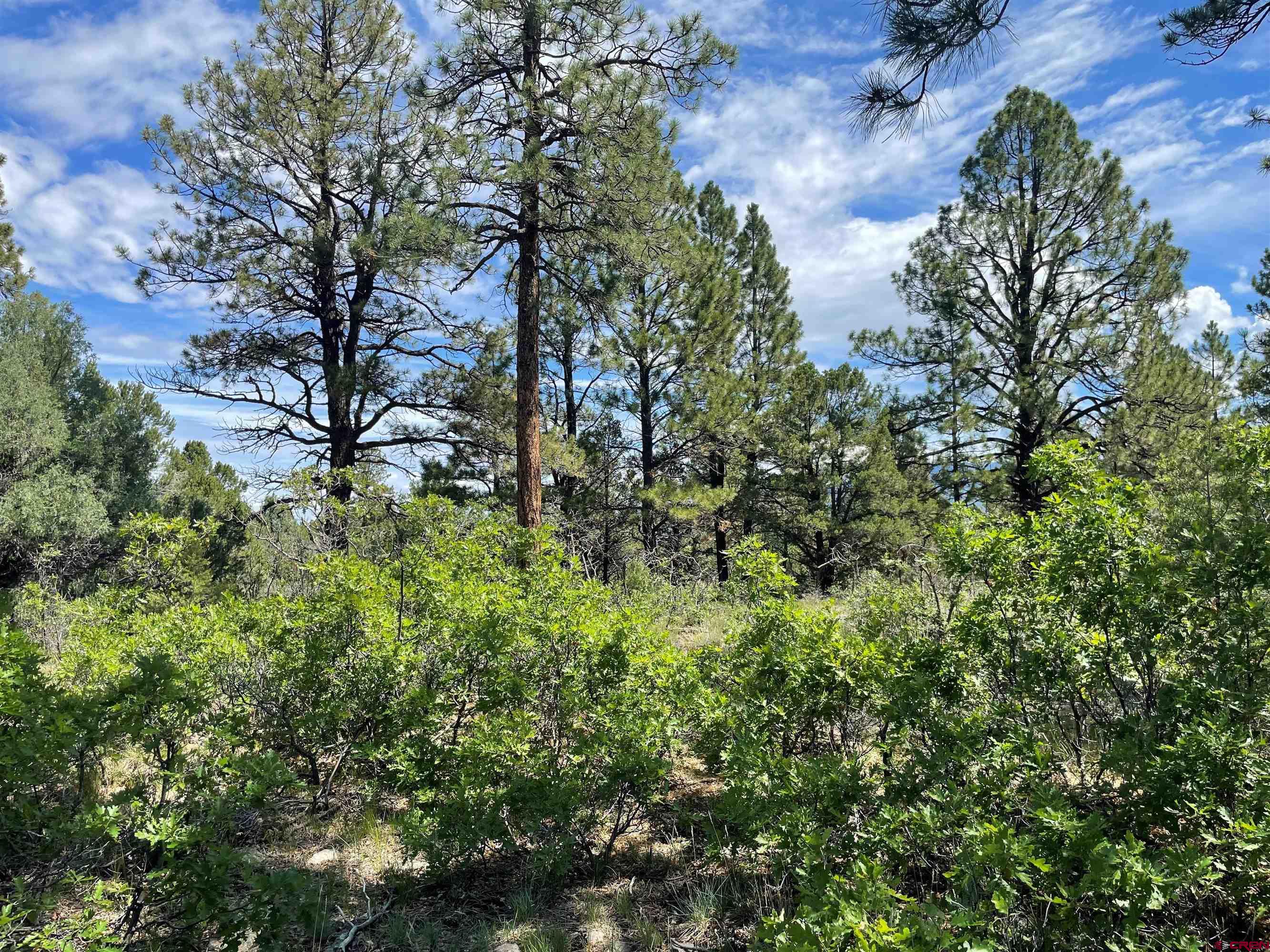 5 Cottontail Lane Ridgway, CO 81432 - Photo 5 of 32 Gallery Image 5