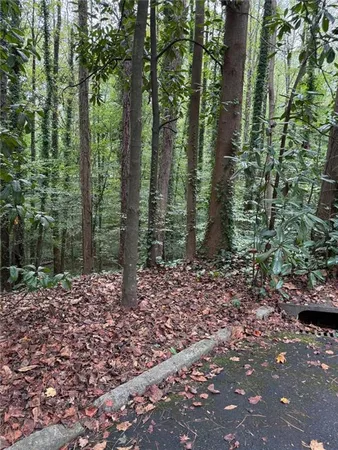a view of a forest with trees