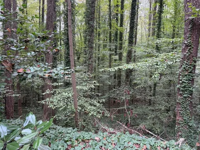 a view of a forest with trees
