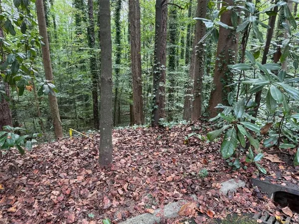 a view of a yard with plants and large trees