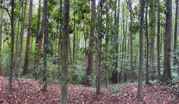 a view of forest