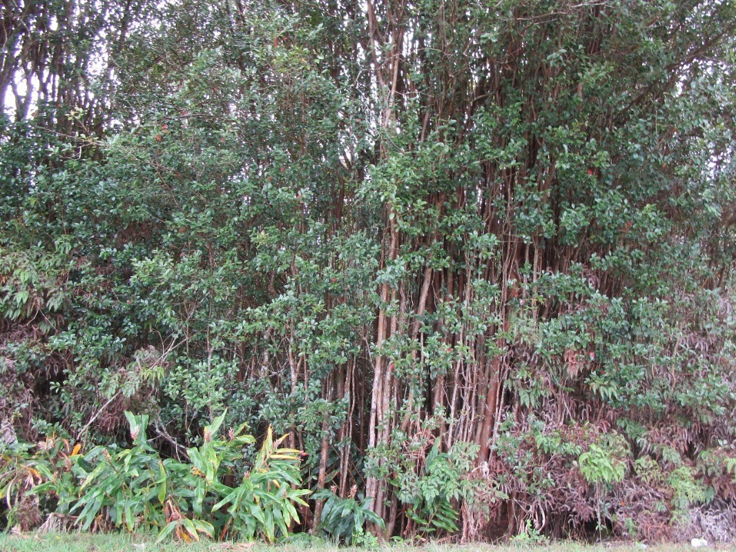 a view of a forest with plants and trees