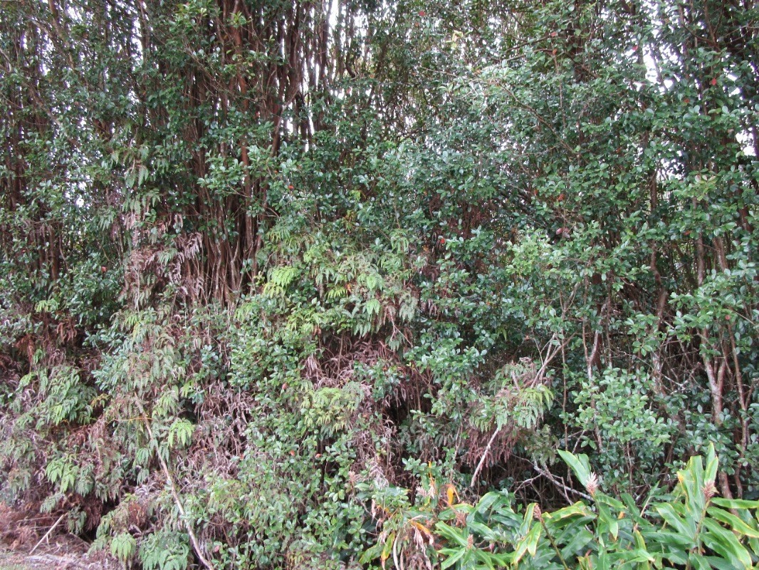 169 North Peck Road Mountain View, HI 96771 - Photo 3 of 4 a view of a lush green forest