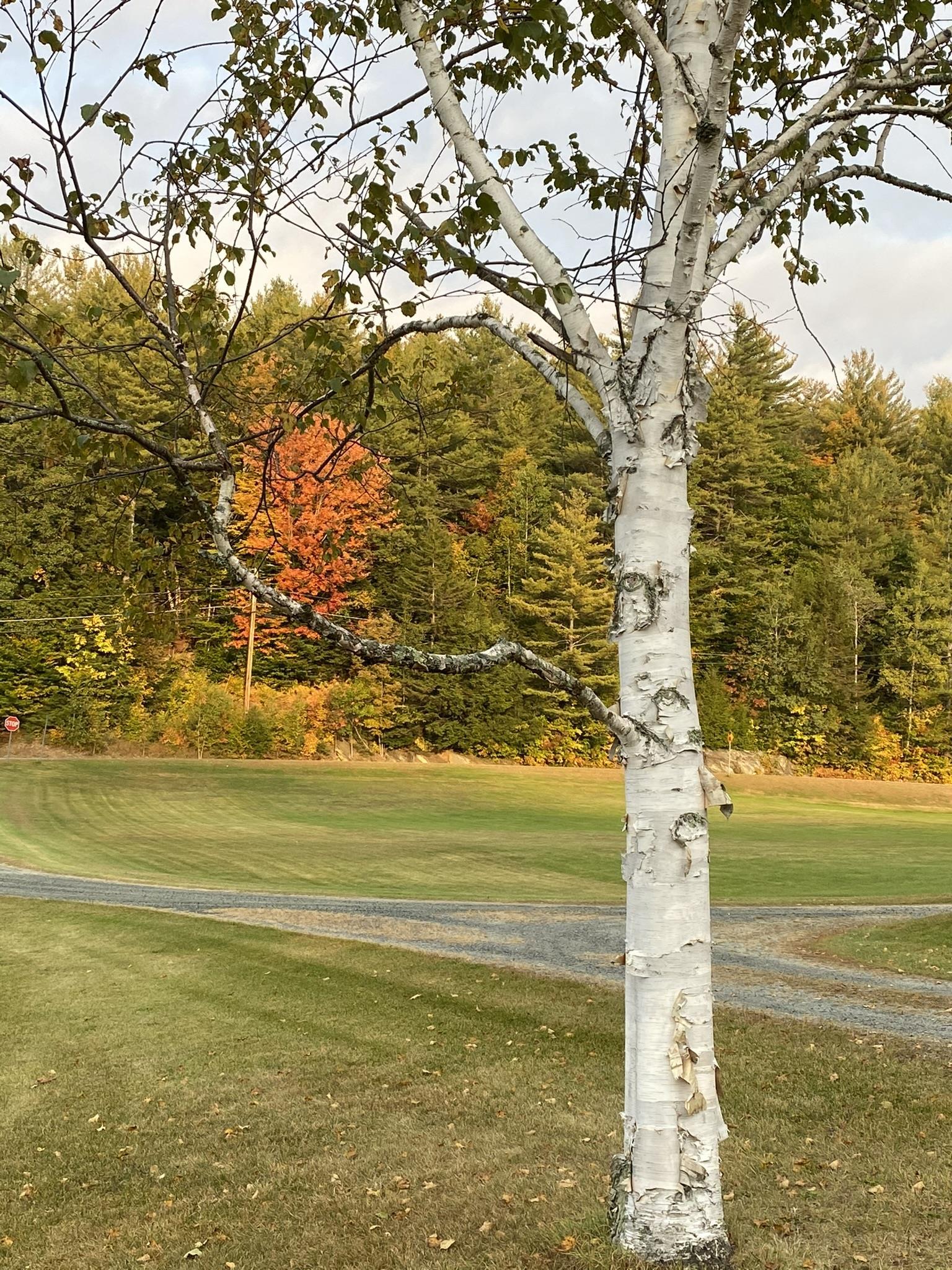 61 Putnam Road Bridgewater, VT 05035 - Photo 6 of 34