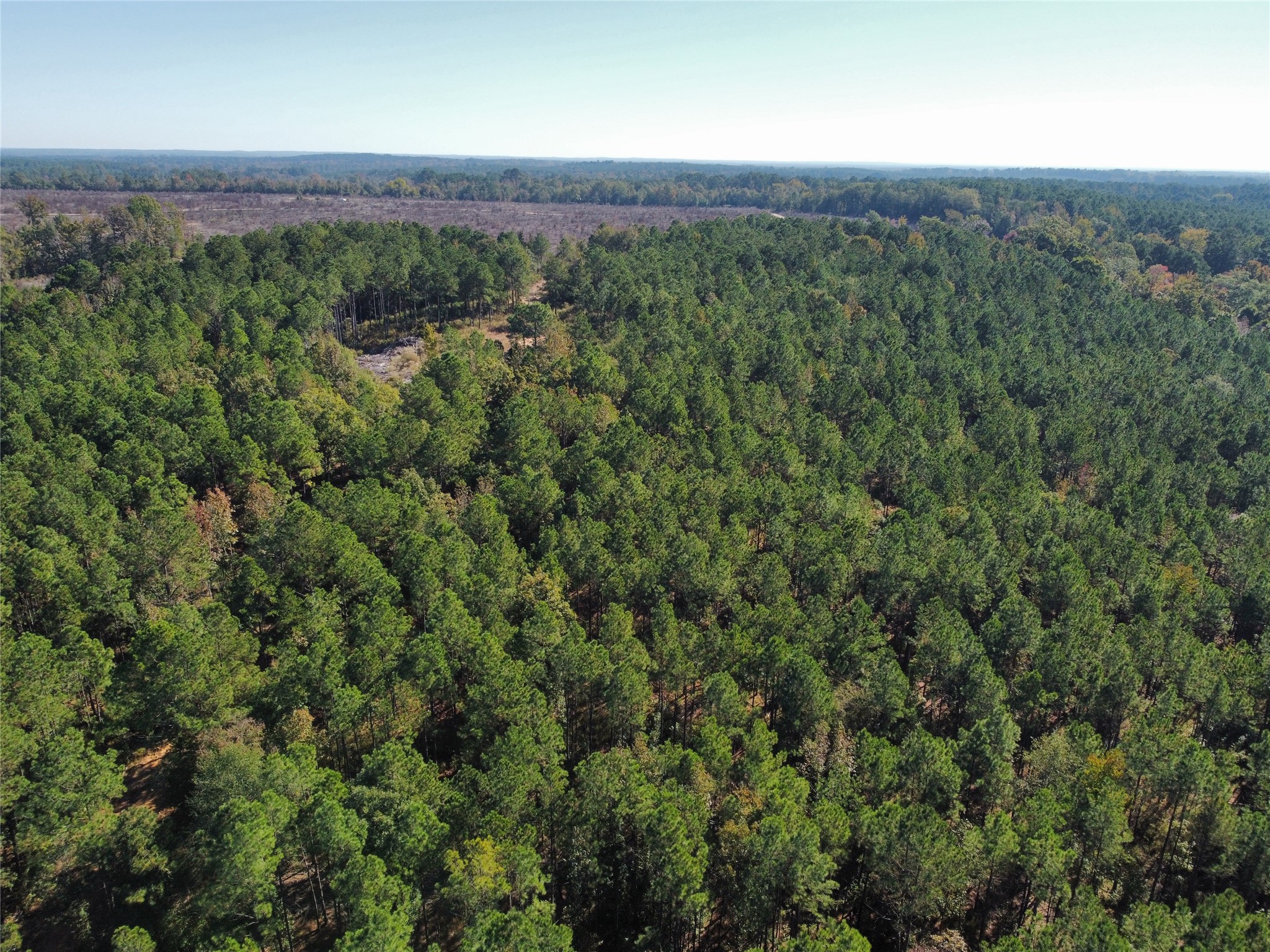 781 Sand Country Road Jefferson, TX 75657 - Photo 6 of 21 an aerial view of a house with a lush green forest