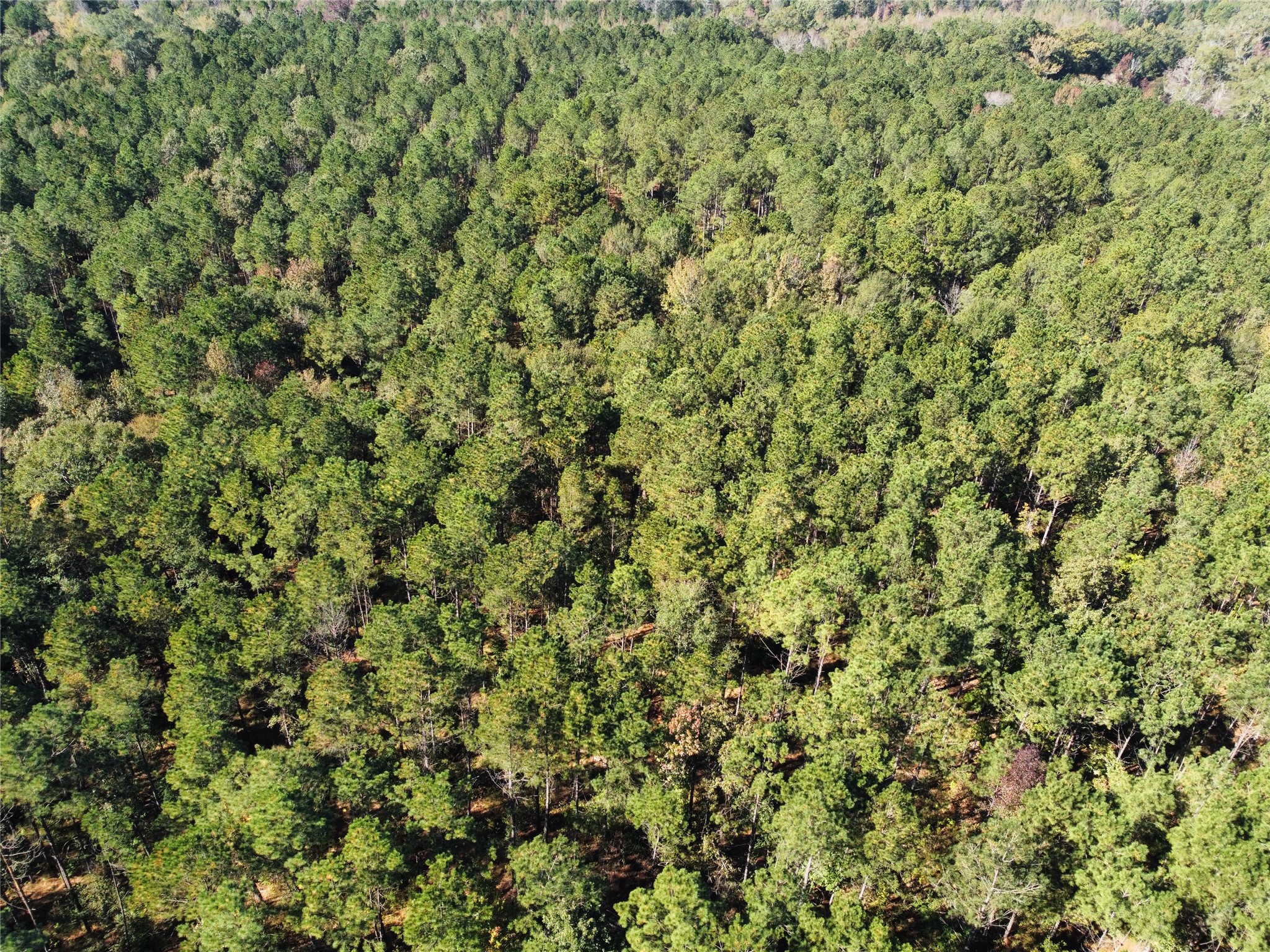 781 Sand Country Road Jefferson, TX 75657 - Photo 8 of 21 a view of a lush green field