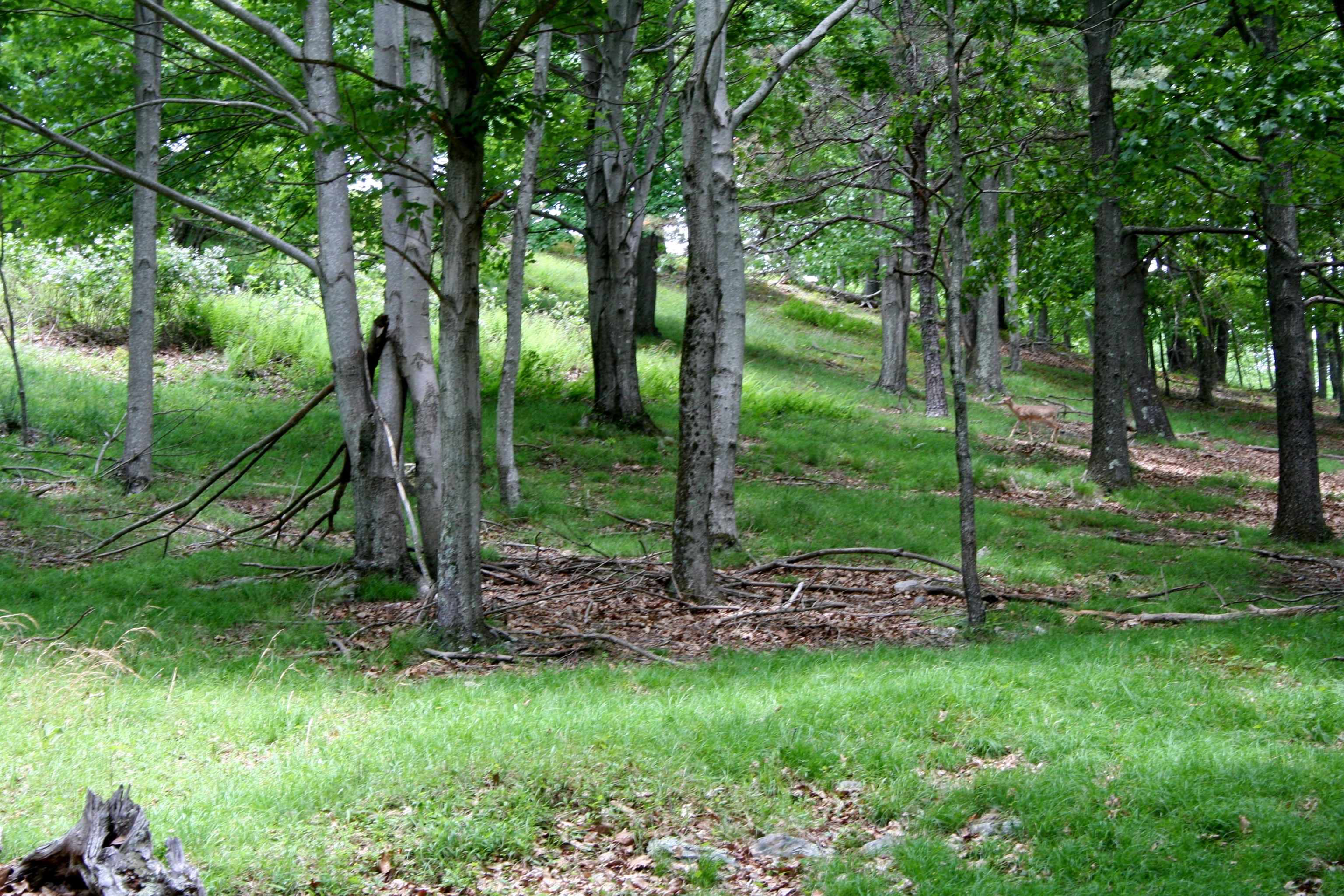 Seldom Seen Road McDowell, VA 24458 - Photo 11 of 30 a view of a forest with a tree