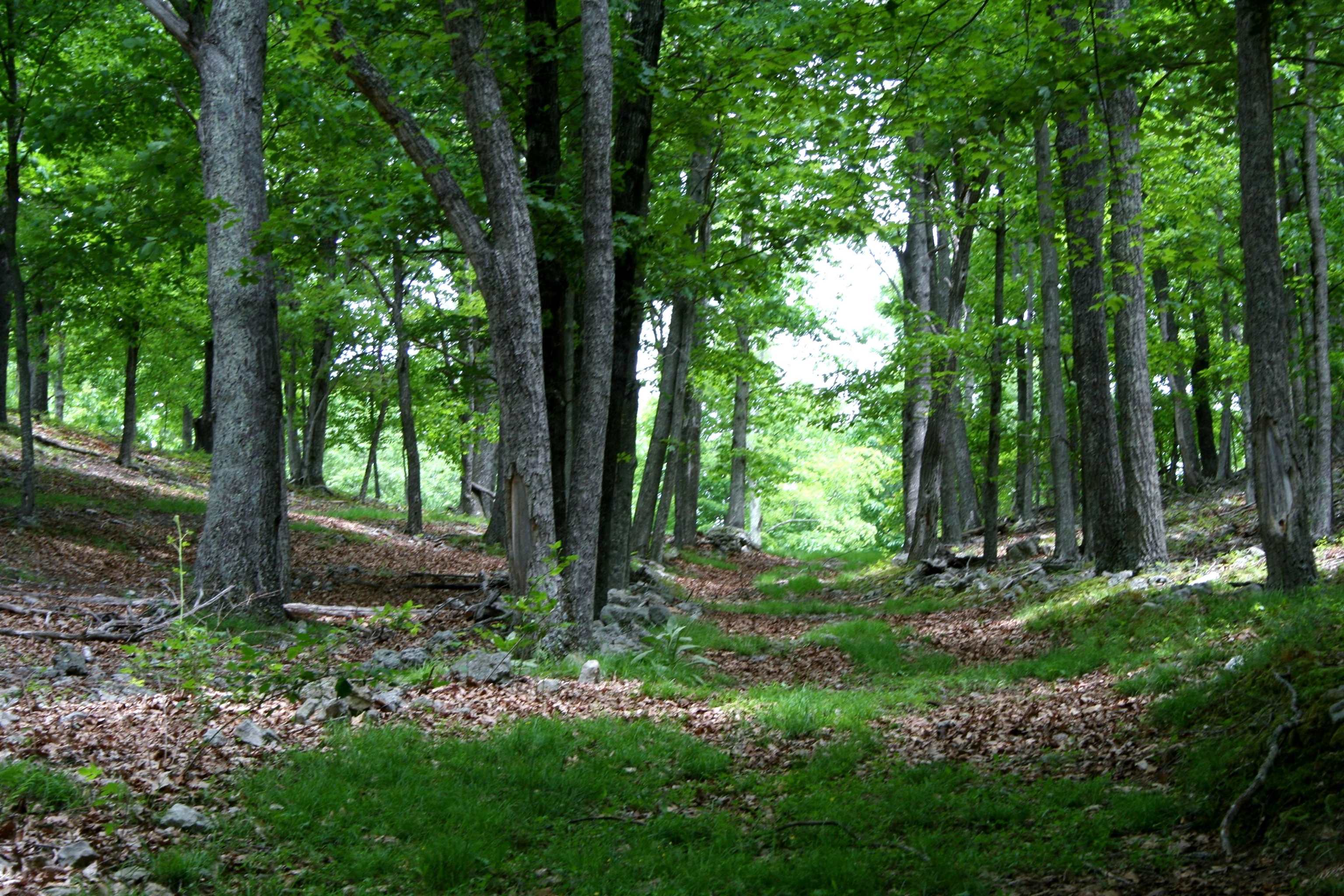 Seldom Seen Road McDowell, VA 24458 - Photo 12 of 30 a view of a backyard with large trees