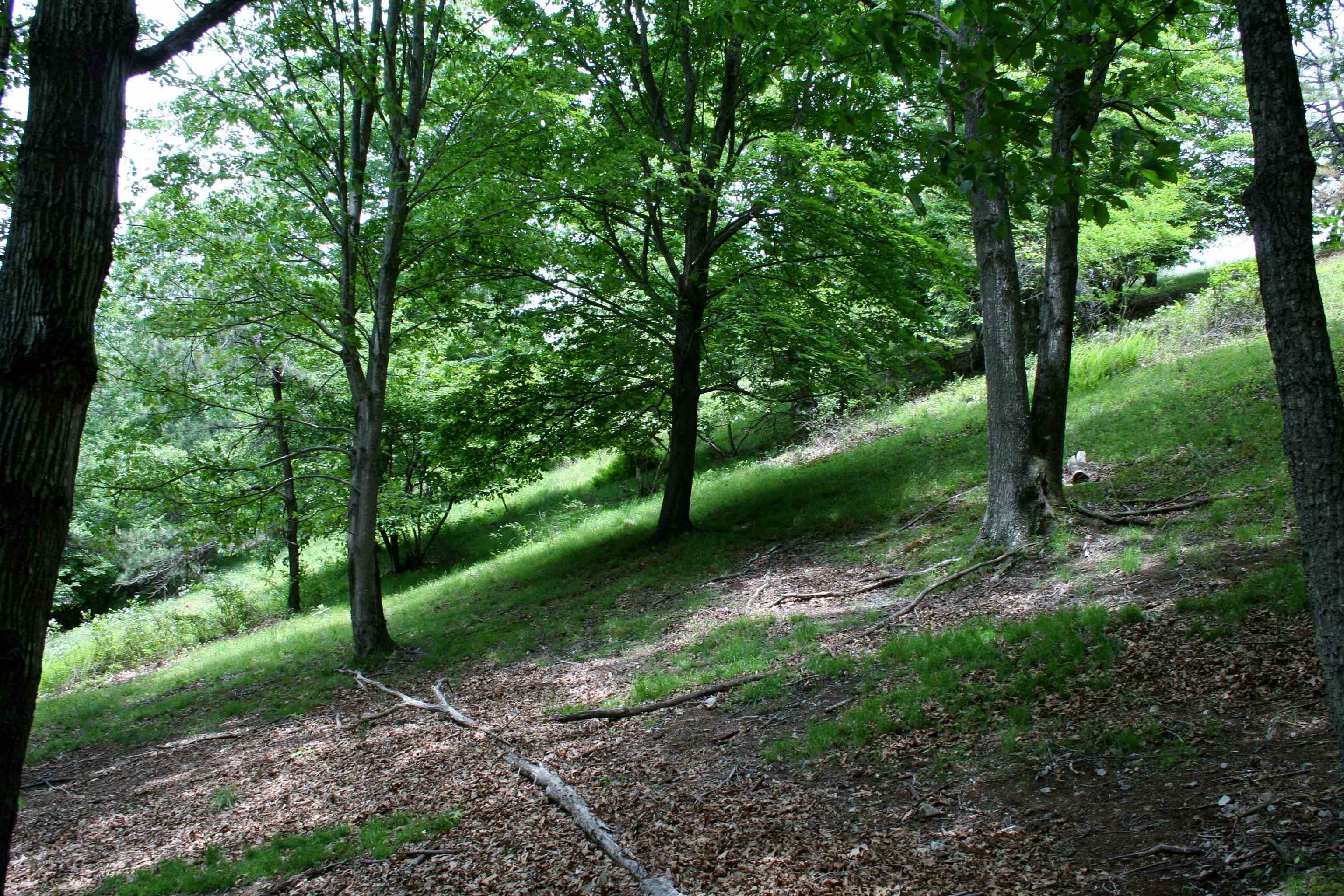 Seldom Seen Road McDowell, VA 24458 - Photo 13 of 30 a view of a park