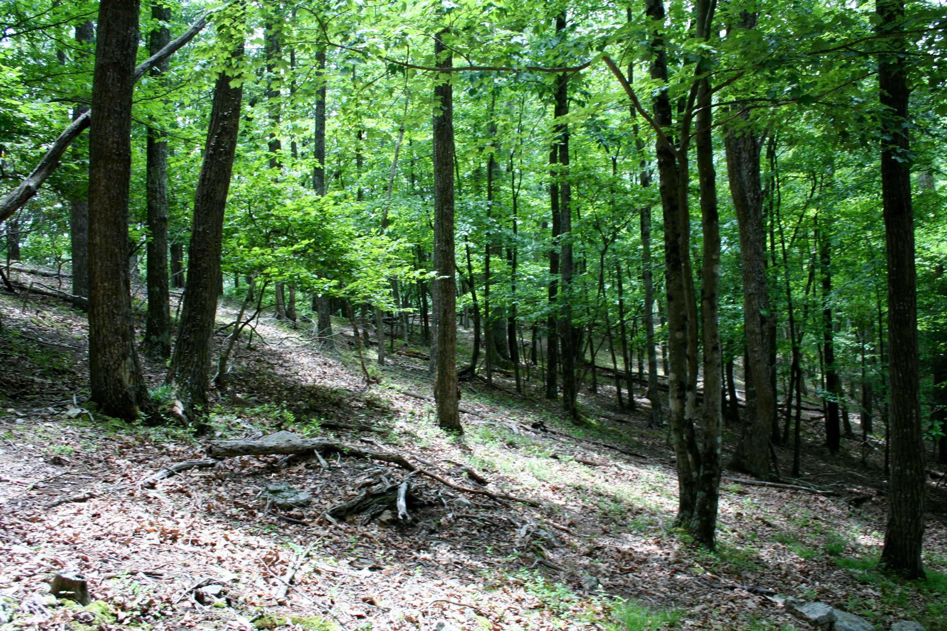 Seldom Seen Road McDowell, VA 24458 - Photo 14 of 30 a view of outdoor space and green space