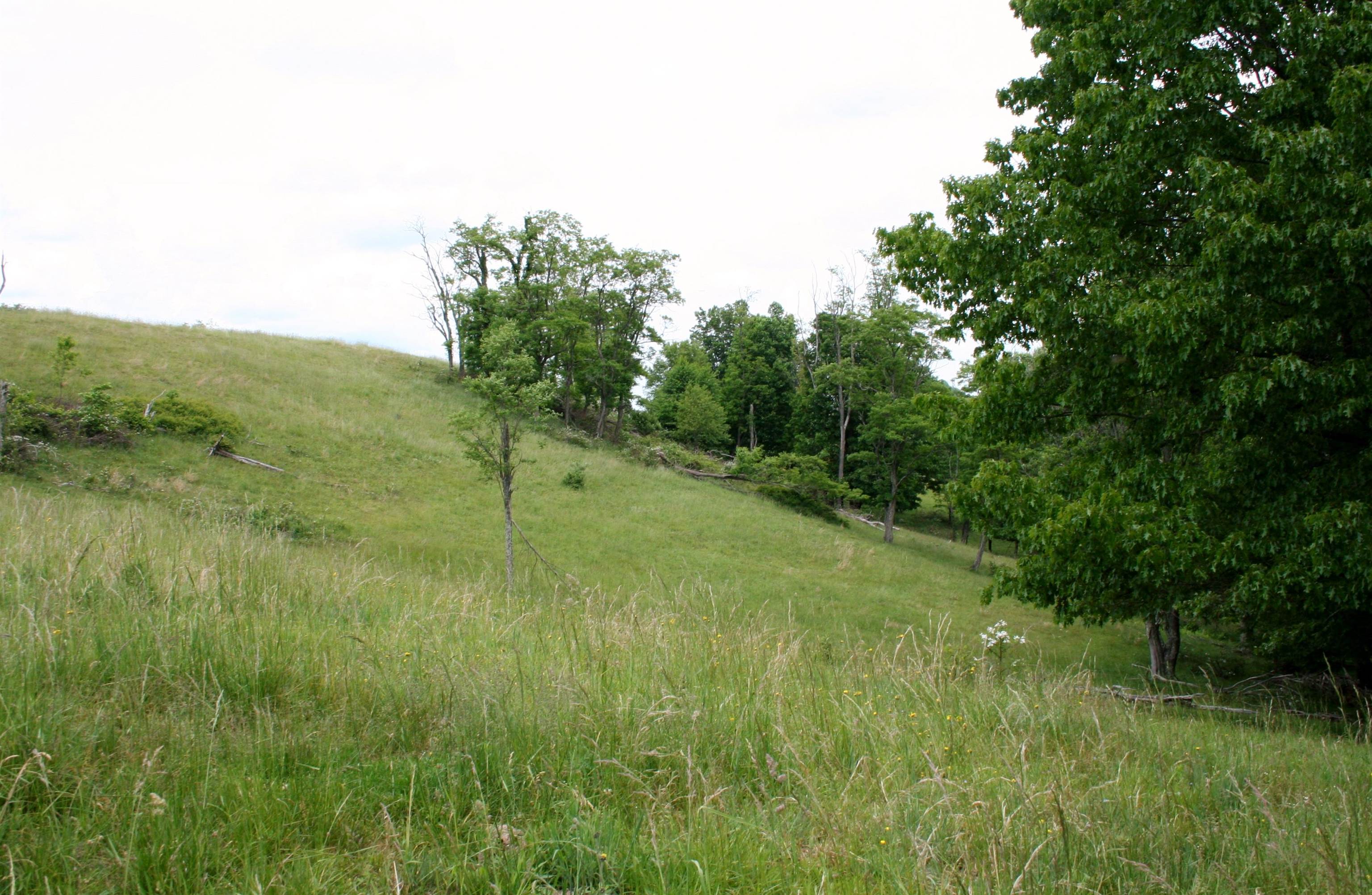Seldom Seen Road McDowell, VA 24458 - Photo 15 of 30 a view of a lush green space