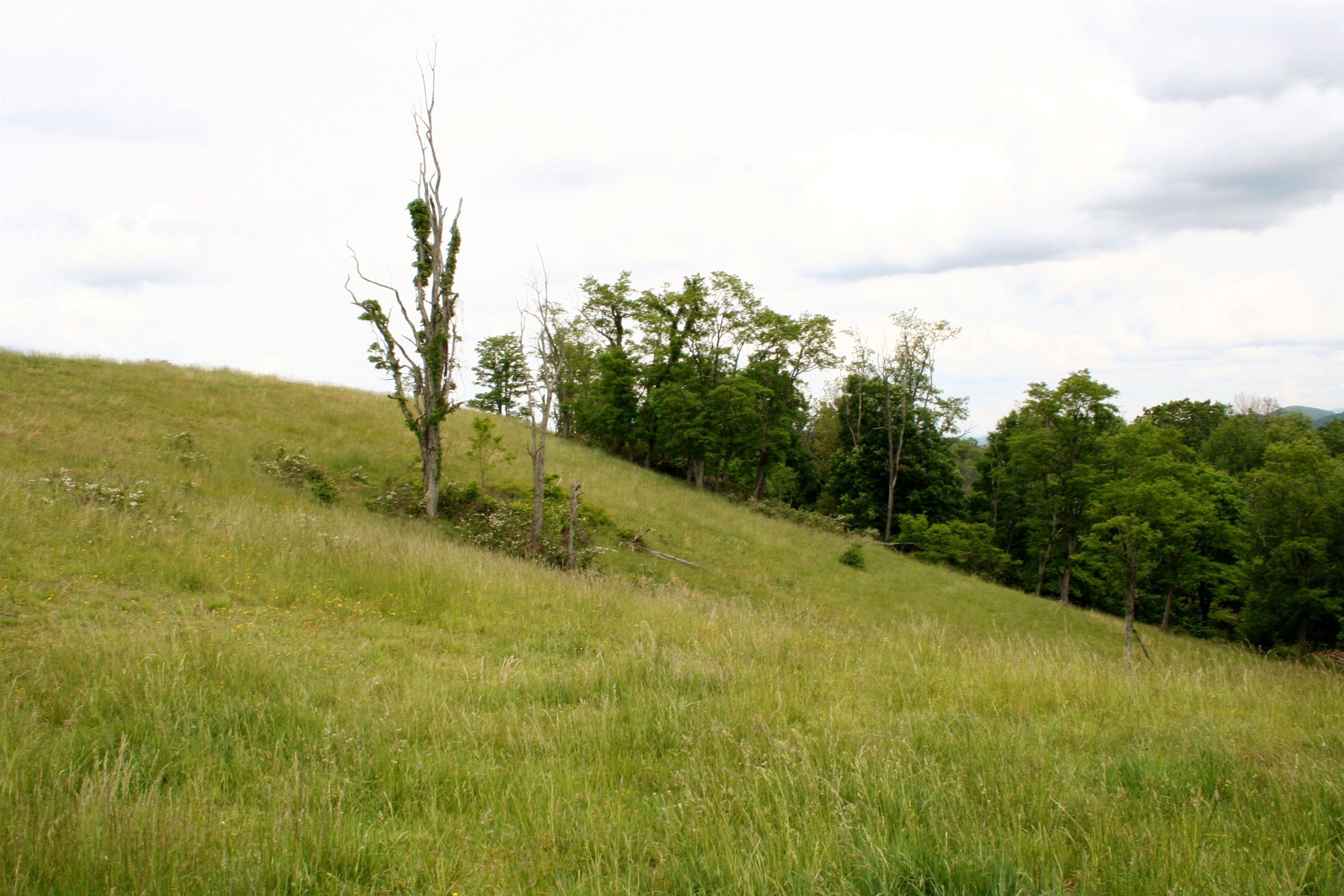 Seldom Seen Road McDowell, VA 24458 - Photo 18 of 30 a view of a yard with an tree