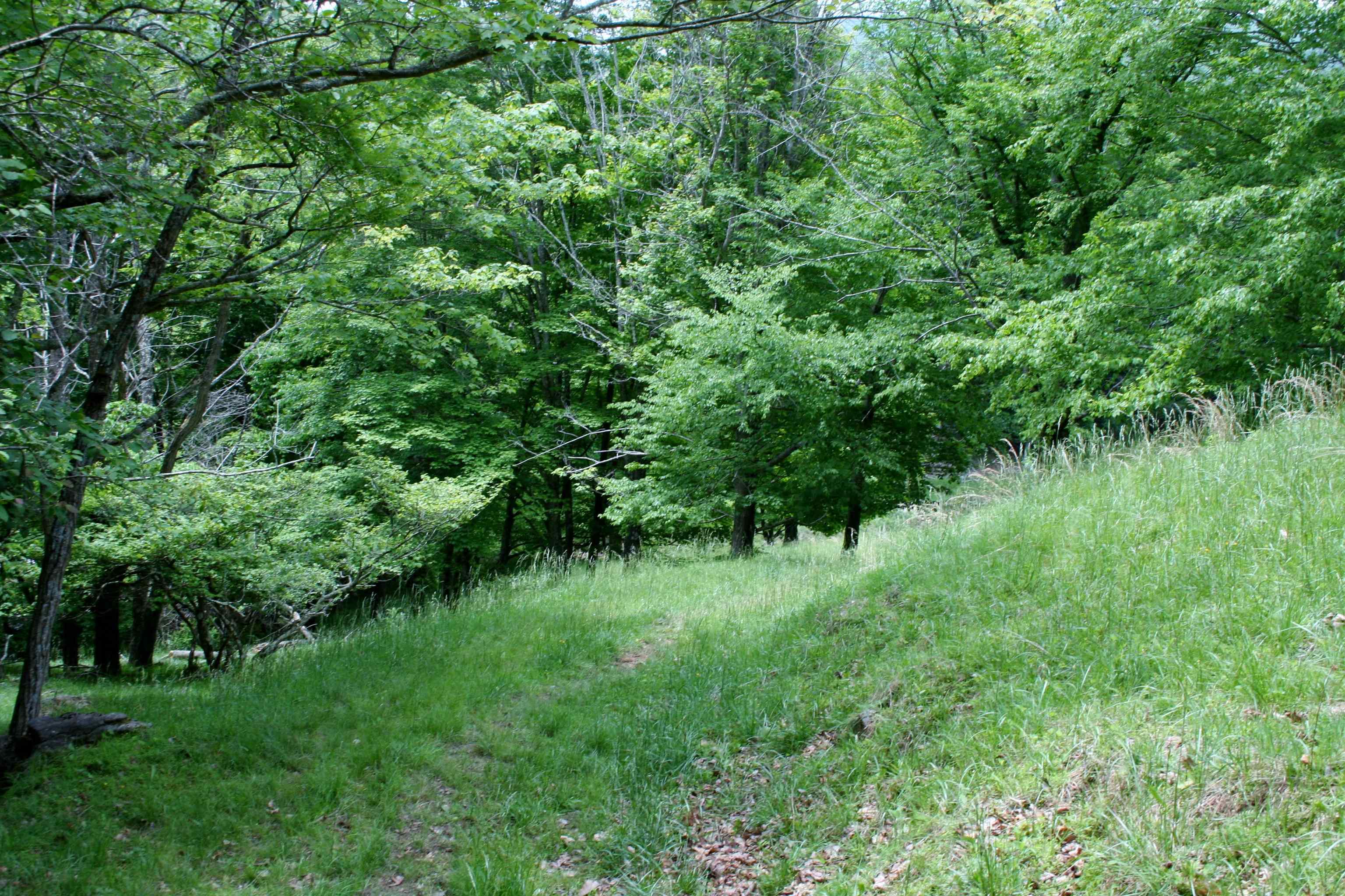 Seldom Seen Road McDowell, VA 24458 - Photo 4 of 30 a view of a lush green space