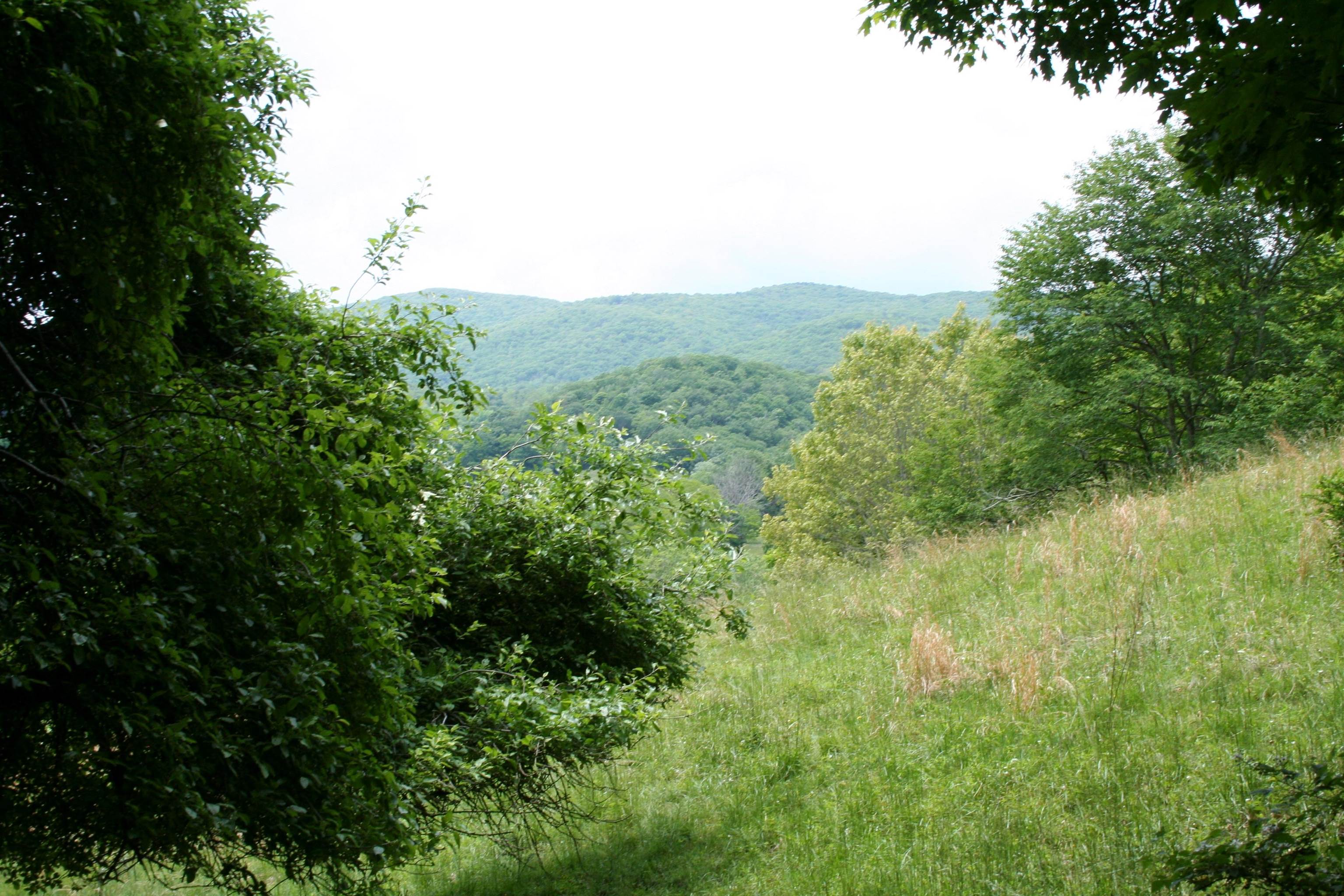 Seldom Seen Road McDowell, VA 24458 - Photo 8 of 30 a view of a lush green forest with trees in the background
