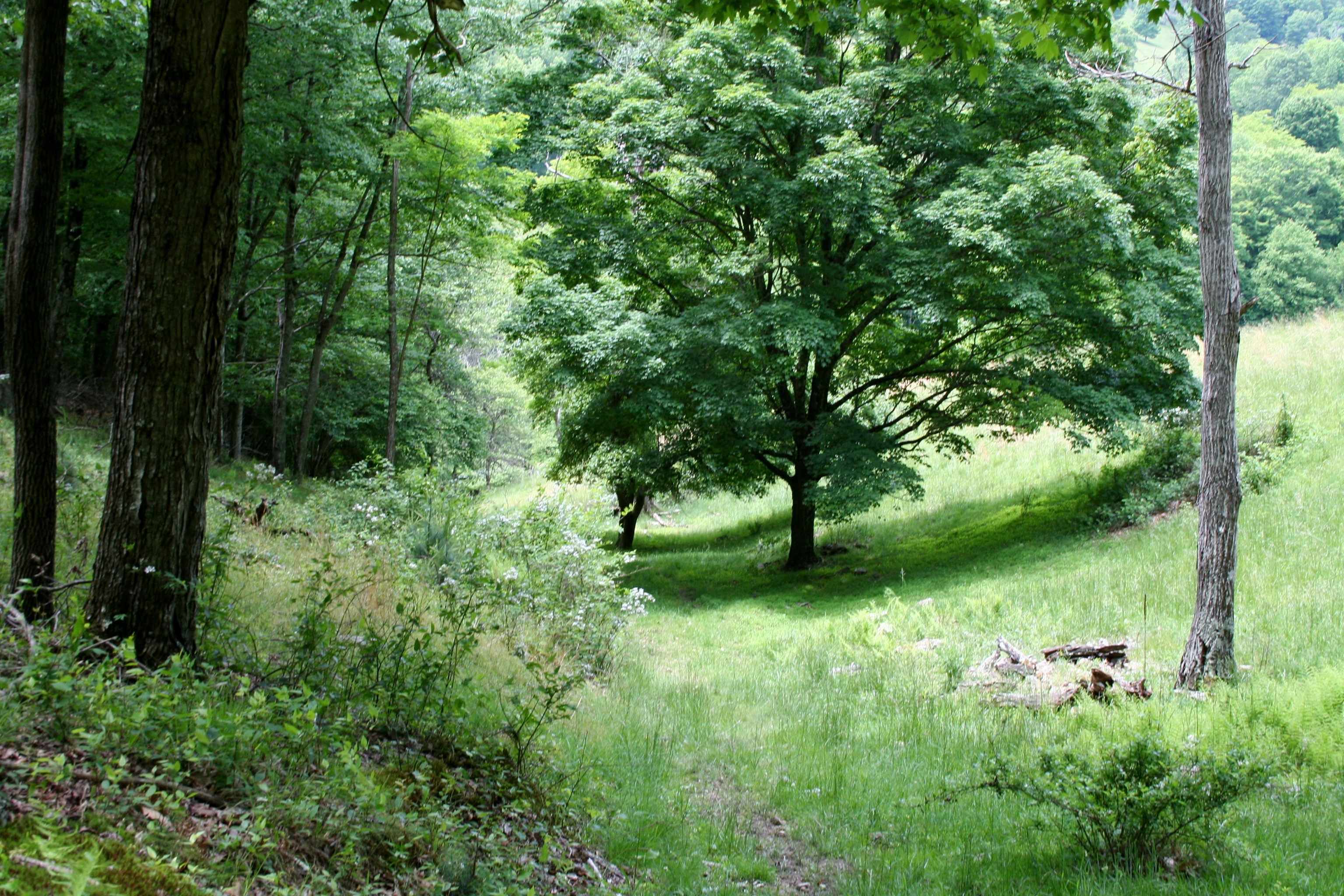 Seldom Seen Road McDowell, VA 24458 - Photo 9 of 30 a view of a lush green forest